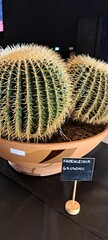 A cactus with the specified name kroenleinia grusonii in a pot - obrazy, fototapety, plakaty