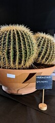 A cactus with the specified name kroenleinia grusonii in a pot - obrazy, fototapety, plakaty