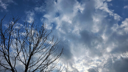 푸른하늘과 구름과 나무