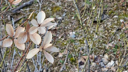 겨울날 갈색으로 메마른 나뭇잎