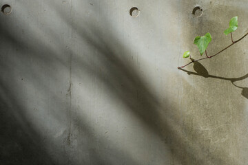 シンプルなコンクリートの壁と植物