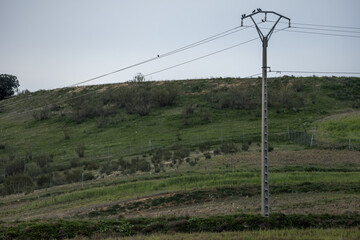 A power pole with cables on which some small birds rest
