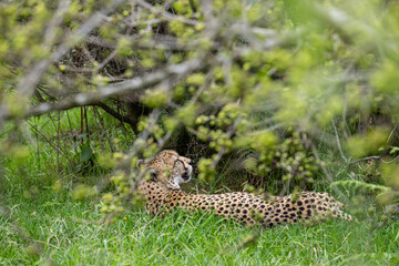 cheetah resting in the grass