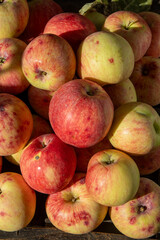 Apple harvest. Autumn fruit. Vitamin food. Red apples with a pink dot.
