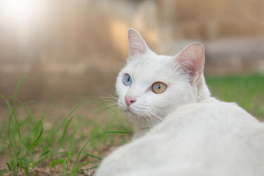 Khao manee Cat have diamond 2 colors on the eyes in nature background.