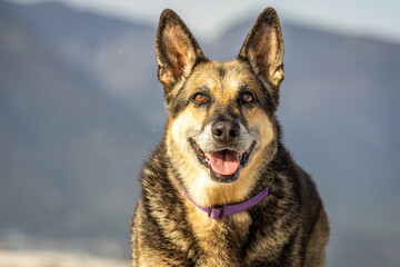 portrait of a smiling German shepherd dog