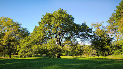 green oak tree growing in the park