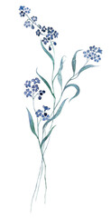 WALD Vergissmeinnicht - forget Me Not Aquarell