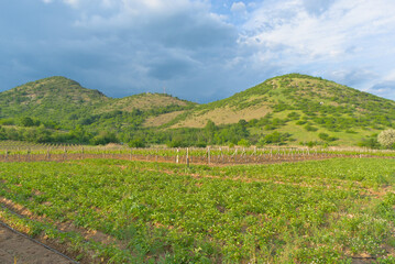 Fototapeta na wymiar Green vineyards at the foot of the mountains, farming in early spring.