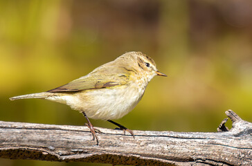 Garden Warbler bird seating on a tree branch.