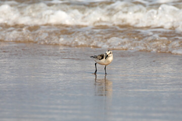 A sanderling, calidris alba, searching for food along the water line. Magdalen Islands, Canada. - 755692475