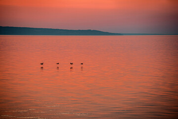  The Orange Glow Reflecting on the Water, Accompanied by Birds in Flight.