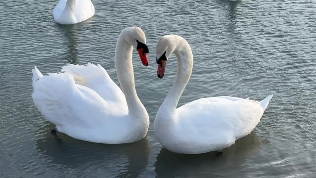 Two swans rub their noses, from time to time their necks form a heart