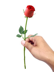 Beautiful man hand holding a red rosebud, transparent background