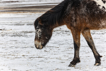 a horse grazes in the Kazakh steppe