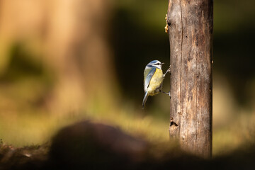 Blue tit clinging to the side of a tree while eating