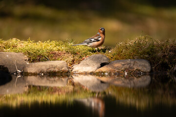 Chaffinch stood on rock at the edge of a woodland pool