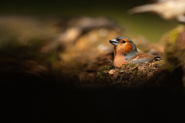 Chaffinch sat in woodland