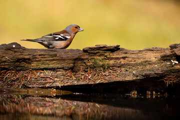 Chaffinch in woodland, on a log over water