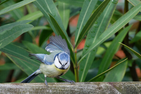m&eacute;sange bleue - cyanistes caeruleus