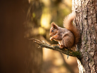 Red Squirrel sat in woodland
