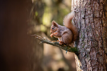 Red Squirrel sat in woodland