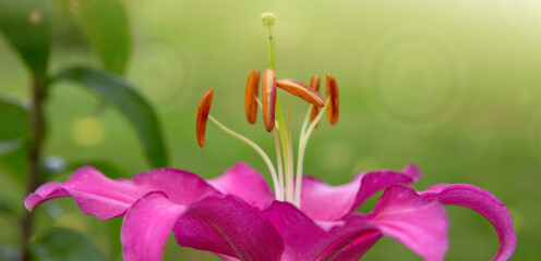 Beautiful pink lily close up,isolated on green background. - 755694601