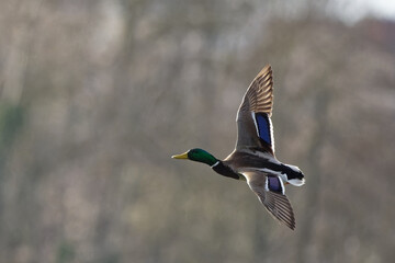 Canard colver - tAnas platyrhynchos,