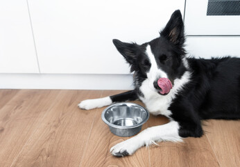 A happy border collie licks his nose after eating. A well-fed dog rests next to a metal bowl after feeding. Life with dog. Food for dogs concept