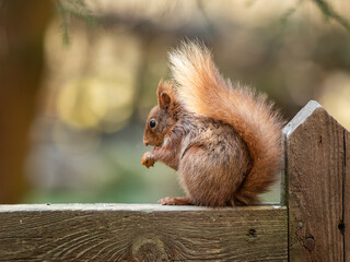 Red Squirrel sat in woodland
