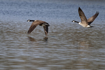  bernache du canada - Branta canadensis