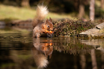 Red Squirrel in woodland pool with relection.
