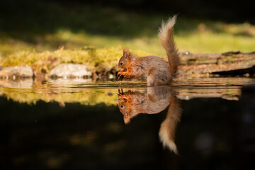 Red Squirrel in woodland pool with relection.