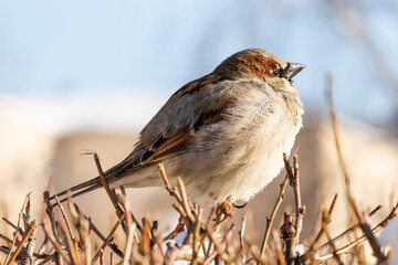House sparrow fluffing up its feathers sits on a branch during the winter cold. Passer domesticus, sparrow family Passeridae. Male bird - 755695471