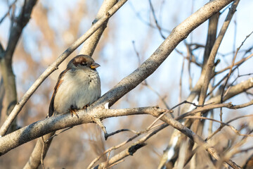 House sparrow fluffing up its feathers sits on a branch during the winter cold. Passer domesticus, sparrow family Passeridae. Female bird - 755695675