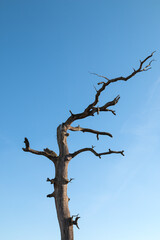 Dry leafless tree and a blue sky, Czechia