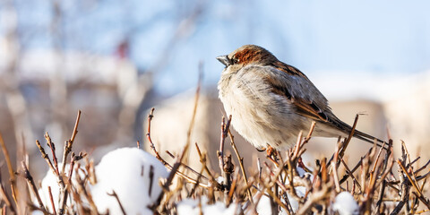House sparrow fluffing up its feathers sits on a branch during the winter cold. Passer domesticus, sparrow family Passeridae. Male bird - 755696482