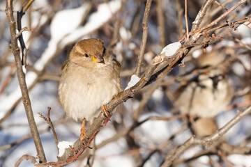 House sparrow fluffing up its feathers sits on a branch during the winter cold. Passer domesticus, sparrow family Passeridae. Female bird - 755696660