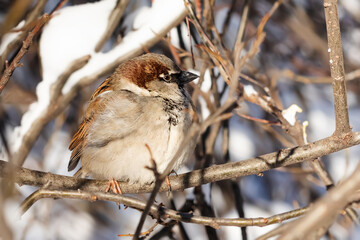 House sparrow fluffing up its feathers sits on a branch during the winter cold. Passer domesticus, sparrow family Passeridae. Male bird - 755696846