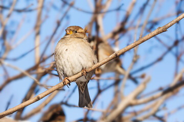 House sparrow fluffing up its feathers sits on a branch during the winter cold. Passer domesticus, sparrow family Passeridae. Female bird - 755697252