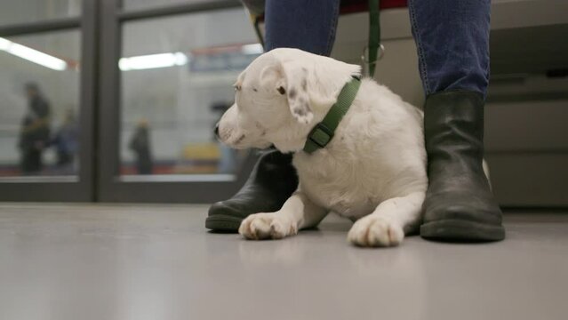 A white dog with a patch over one eye is lying down on the floor of a metro train, nestled between its owner's legs
