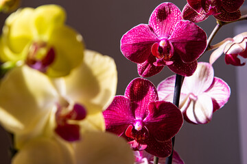 Wild velvet orchid - so gorgeous and independent flower, perfectly created by mother nature