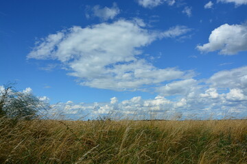 Graslandschaft unter blauem Himmel