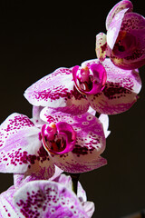 Wild orchid with violet spots, beautiful flower creature. 