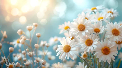 Selbstklebende Fototapeten Beautiful daisies on bokeh background, close up © Виктория Дутко