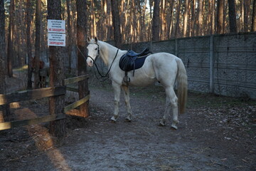 A large white horse is grazing on a horse farm.