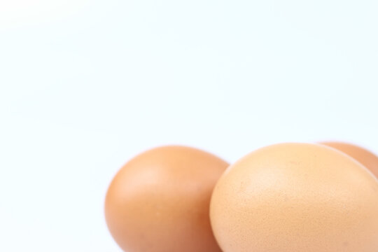 egg