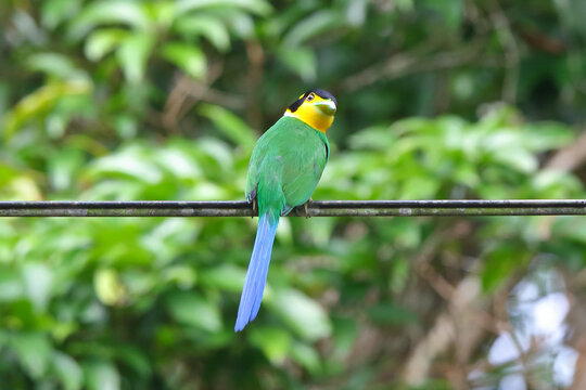 Long-tailed Broadbill