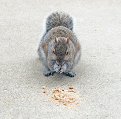 Eastern Gray Squirrel Nibbling on Walnuts