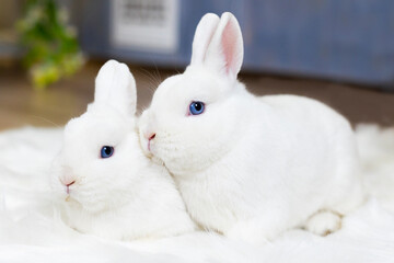 Fototapeta premium Two cute white fluffy rabbits or bunnies